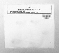 Sirococcus conigenus image